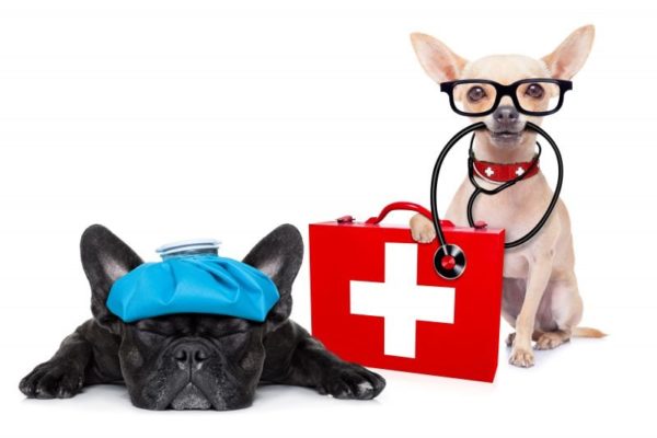 Pet / Dog Online First Aid and CPR Training and Certificate of Recognition